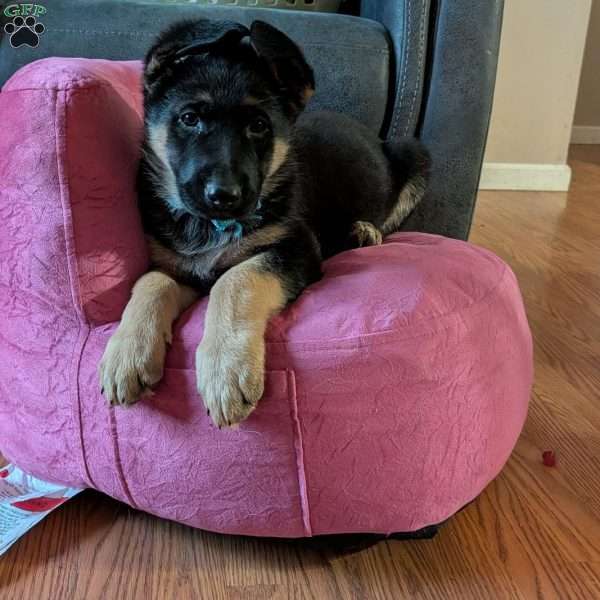 Olaf, German Shepherd Puppy